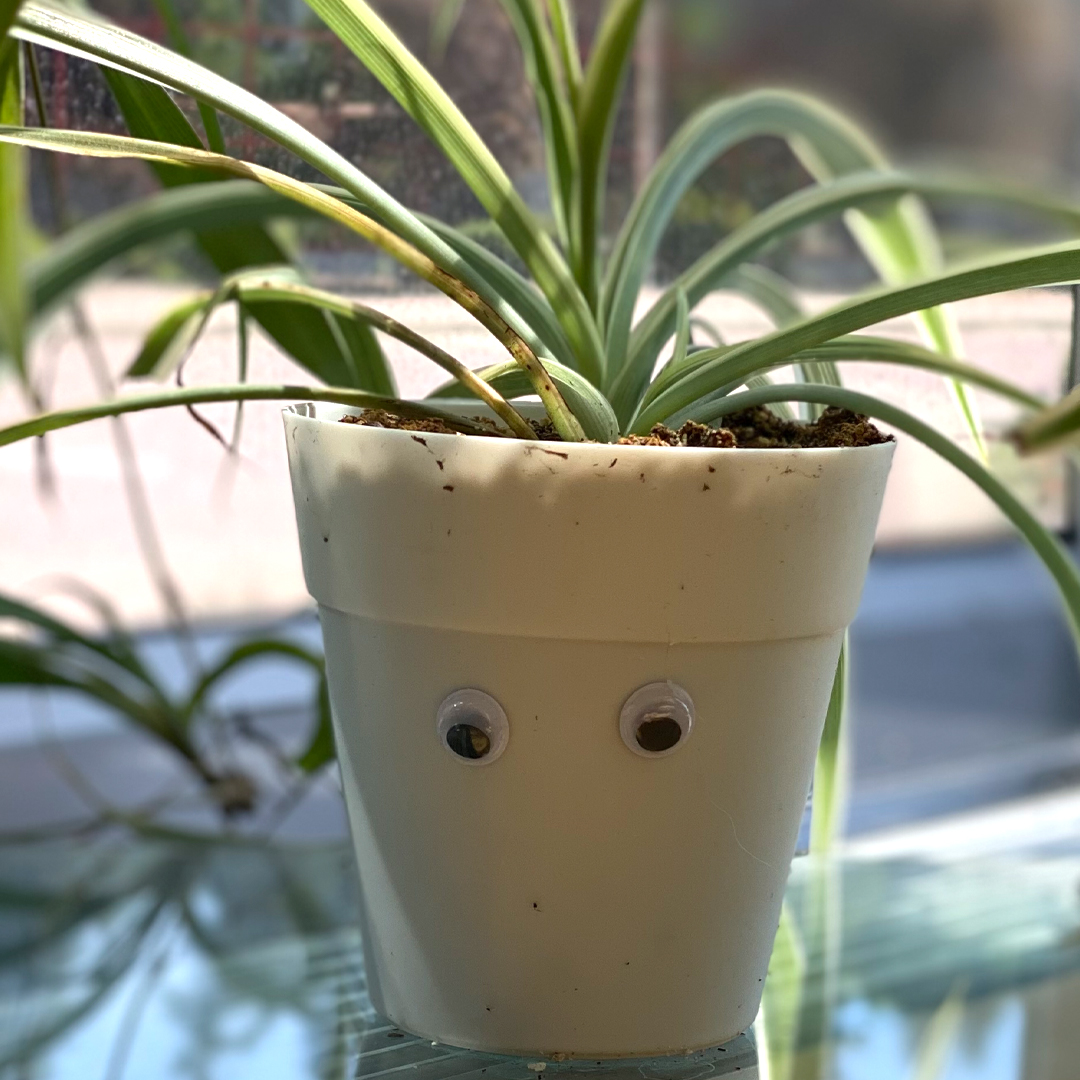 Plant with googley eyes